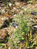 Pulsatilla Vulgaris var. Vulgaris (fam. Renonculacees) (Europe) (01) (Photo F. Mrugala)